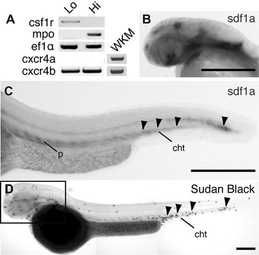 Figure 1. Expression of CXCR4b and SDF1a in zebrafish larvae. (A) Reverse transcription–polymerase chain reaction of csf1r (macrophage marker), mpo (neutrophil marker), eflα (loading control), CXCR4a, and CXCR4b from MPO:Dendra2 high (hi) and low (lo) populations. WKM indicates whole kidney marrow from adult wild-type fish. (B-C) Whole-mount in situ hybridization of SDF1a expression in 2 dpf larvae, lateral view. Note SDF1a expression in the head (B) and CHT (C arrowheads). P indicates pronephric duct; cht, caudal hematopoietic tissue. (D) Whole-mount Sudan Black staining to visualize neutrophils in 2 dpf larvae, lateral view. Note neutrophil accumulation in areas of SDF1a expression in the head (box) and CHT (arrowheads). Bar = 200 μm (B-D).