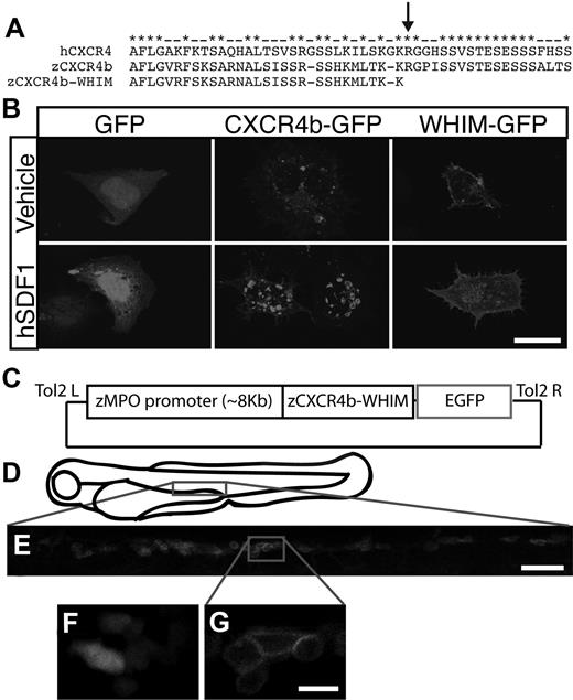 Figure 2. Generation of WHIM-GFP transgenic larvae. (A) Alignment of the C-terminal tails of human CXCR4 with zebrafish CXCR4b and WHIM-truncated zebrafish CXCR4b. Note conservation of serine residues. Arrow marks an identified WHIM truncation mutation. (B) Fluorescence images of human embryonic kidney cells expressing GFP (first column), CXCR4b-GFP (second column), or WHIM-GFP (third column) after incubation with human SDF1 (bottom row) or vehicle control (top row). (C) Schematic of Tol2-MPO:zCXCR4b-WHIM-GFP vector injected to generate WHIM-GFP transgenic lines. (D) Schematic of 3-dpf zebrafish larvae. Boxed region is approximate area magnified in panel E. (E) Fluorescence image of the CHT region of a 3-dpf WHIM-GFP larvae. (F-G) High-magnification image of GFP-expressing neutrophils from the CHT of a MPO:GFP (F) and a WHIM-GFP (G, blow up of box in larva from panel E. Note membrane expression in panel G. Bar = 50 μm (E); 20 μm (B); 10 μm (F-G).