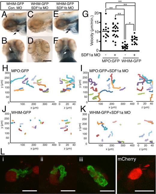 Figure 4. Neutrophil retention in the head is SDF1a dependent. (A-F) Sudan Black–stained WHIM-GFP larvae injected with either control (A-B), SDF1a (C-D), or SDF1b (E-F) MO. Lateral (A,C,E) or ventral (B,D,F) view of the head at 3 dpf; arrows point to neutrophil accumulation. (G) The mean velocity of tracked neutrophils from the ventral head of uninjected or SDF1a morphant MPO:GFP or WHIM-GFP larvae. **P < .001, *P < .01. (H-K) Neutrophil migration in the ventral head of MPO:GFP (H), SDF1a morphant MPO:GFP (I), WHIM-GFP (J), or SDF1a morphant WHIM-GFP (K) larvae was tracked in 3 dimensions. The tracks are plotted in 3-dimensional space and viewed in the xy-plane (left) or zy-plane (right). Units are in micrometers on each axis. Only tracks of neutrophils that lasted for ≥ 14 minutes and only the first 14 minutes of longer tracks are included. Tracks were taken from supplemental Video 1 with additional tracks in SDF1a morphant larvae from additional videos not shown. (L) WHIM-GFP larvae at 2 or 3 dpf injected with Tol2-CMV:SDF1a-2A-mCherry at the 1-cell stage. Three examples of WHIM-GFP neutrophils (green) in close association with cells expressing SDF1a-2A-mcherry (red) in the body (i), head (ii), and yolk sac (iii). Cells expressing mCherry alone did not recruit WHIM-GFP neutrophils. Bar = 200 μm (A-F); 25 μm (L).