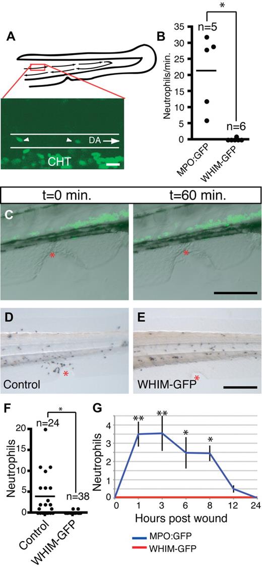 Figure 5. WHIM-GFP neutrophils fail to enter the blood stream and respond to wounding in the ventral tailfin. (A) Schematic of the tail of 3-dpf larvae and sample GFP frame from supplemental Video 3; red box is area of dorsal aorta where time-lapse imaging was performed. DA indicates dorsal aorta outlined by white lines, arrows indicate direction of blood flow; CHT, where GFP+ neutrophils not in circulation can be seen. White arrowheads indicate neutrophils in the circulation. (B) Quantification of neutrophils in the blood of MPO:GFP and WHIM-GFP 3-4 dpf transgenic larvae; *P < .01. Each dot represents a separate larva whose blood was analyzed by time-lapse imaging for 1 minute as in supplemental Video 3. (C) Time-lapse imaging of the wound response in WHIM-GFP transgenic larvae (from supplemental Video 4), GFP fluorescence overlaid with differential interference contrast image at indicated time points. (D-E) Sudan Black staining to show neutrophils at wounds in the ventral tailfin in 3-dpf control (D) or WHIM-GFP (E) 2 hours after wound. (F) Quantification of neutrophil recruitment to wounds in fixed larvae as in panels D and E; *P < .001; n = the number of individual larva wounded and counted; control = GFP− siblings of WHIM-GFP larvae. (G) Time course of neutrophil wound recruitment in MPO:GFP and WHIM-GFP transgenic larvae. Error bars = SEM. **P < .001; *P < .01; n = 20-25 larvae at each time point. Bars = 200 μm (C-E); 20 μm (A).