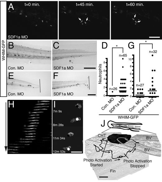 Figure 7. Depletion of SDF1a and photoactivation of Rac are sufficient to restore WHIM-GFP neutrophil–directed migration in vivo. (A) Time-lapse imaging (from supplemental Video 10) of GFP fluorescence showing WHIM-GFP neutrophils responding to a wound (*) in the ventral tailfin in a 3-dpf SDF1a morphant larvae. White arrows indicate WHIM-GFP neutrophils. (B-C,E-F) Sudan Black staining of neutrophil response to wounding (* or line) in the ventral tailfin (B-C) or to tail transection (E-F) of 3-dpf WHIM-GFP transgenic larvae injected with control (B,E) or SDF1a (C,F) MO. (D) Quantification of WHIM-GFP neutrophil response in wounded 3-dpf morphant larvae fixed 2 hours after wound as in panels B and C; *P < .01. (G) Quantification of WHIM-GFP neutrophil response to tail transection in 3-dpf morphant larvae fixed 2 hours after transection as in panels E and F; *P < .05. (H-J) Laser stimulation with a 458-nm light induces directed migration of WHIM-GFP neutrophils also expressing mCherry-PA-Rac from the CHT. Repeated photoactivation was used to direct a single WHIM-GFP/mCherry-PA-Rac neutrophil away from the cell aggregate in the CHT into the tailfin. (H) Z-stack images from the indicated time points in supplemental Video 11 were summed into a single 2-dimensional image and then consolidated into a semi–1-dimensional line. Stars indicate time points and position of laser stimulations. (I) Two examples of the WHIM-GFP/mCherry-PA-Rac neutrophil protruding after stimulation from supplemental Video 11. Black circles indicate position of laser stimulation; white circles are included as reference points. (J) Composite differential interference contrast image of the posterior CHT, blood vessels, and tailfin from supplemental Videos 11 and 12 overlaid with the track (black line) of the directed WHIM-GFP/mCherry-PA-Rac neutrophil migration away from and return to the CHT. The starting and stopping points of photoactivation are indicated. Note that after termination of photoactivation the neutrophil immediately returns to the neutrophil aggregate in the CHT. Similar observations were made in 3 different experiments with 3 different larvae. CHT indicates caudal hematopoietic tissue; BV, blood vessel. Arrows indicate direction of migration. Bars = 200 μm (B-D,F); 100 μm (A); 40 μm (J); and 20 μm (I).