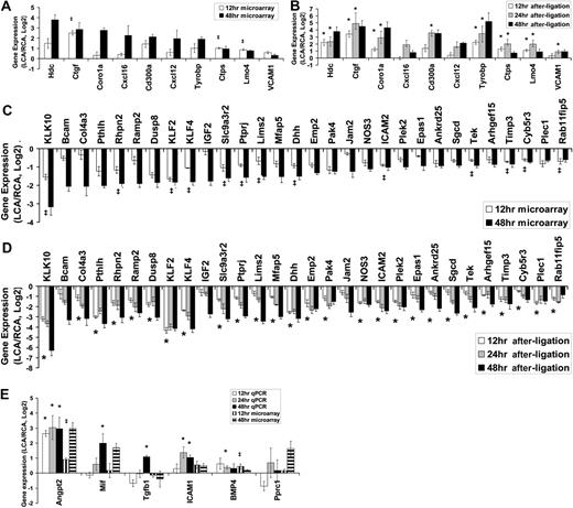 Figure 2. Validation of mechanosensitive genes by quantitative PCR. Total RNAs from intima of LCA or RCA at different time points (12, 24, and 48 hours) after ligation were collected. Differentially expressed genes were selected for quantitative PCR analyses based on 48-hour microarray results. Each RNA sample at each time was pooled from 3 different mouse carotids, representing a total of 9 (n = 3) to 15 (n = 5) mice. Microarray results for 12- and 48-hour time points are shown as fold increase (A) or fold decrease (C) of genes expressed in LCA over RCA in log2 scale (mean ± SEM; n = 3). All genes shown in the graphs were significant at FDR less than 10% at 48 hours. ‡Genes were also statistically significant (FDR < 10%) at 12 hours. Quantitative PCR validation results for 12-, 24-, and 48-hour time points are shown as fold increase (B) or fold decrease (D) of genes expressed in LCA over RCA in log2 scale (mean ± SEM; n = 3-5). All genes shown in the graphs were significant (P < .05) at 48 hours. *Genes were also statistically significant (P < .05) at 12 and 48 hours. (E) Six genes of interests that did not reach statistical significance (> 10% FDR) were examined by quantitative PCR. Data are mean ± SEM (n = 3). ‡< 10% FDR (LCA vs RCA). * < .05 (LCA vs RCA).