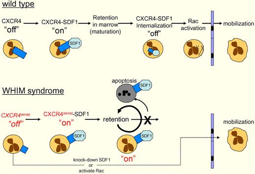 Wild-type neutrophils in the bone marrow express CXCR4 and interact with stromal cells expressing SDF1. This interaction activates CXCR4 (“on”), sending a blocking signal to the cells' motility apparatus, which prevents egress from the marrow. As the neutrophils mature, CXCR4-SDF1 is internalized and degraded (“off”), which leads to Rac activation, allowing the cells to migrate out of the marrow. WHIM syndrome patients express a dominant gain-of-function C-terminal truncation of CXCR4. Walters and colleagues have shown that CXCR4WHIM nonetheless requires the binding of SDF-1 to activate CXCR4WHIM (“on”), blocking motility. CXCR4WHIM is not internalized, so the “on” signal persists, resulting in retention of neutrophils in the marrow, and ultimately apoptosis. This retention can be bypassed, either by knocking down SDF-1, or activating Rac, the G-protein that drives actin polymerization and neutrophil motility.