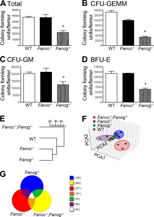 Figure 1. Loss of Fancg results in a more severe defect in multiple hematopoietic compartments than loss of Fancc. (A) Total number of progenitors per femur isolated from syngeneic 3-month-old mice with statistically similar weights (25 ± 0.6 g) and bone marrow cellularity (10 × 106 ± 0.7 × 106 cells per femur). *p = 0.0009 by 1-way ANOVA. (B) Number of multipotential colony-forming unit–granulocyte, erythroid, monocyte, megakaryocyte progenitors (CFU-GEMMs), *P < 0.0001 by 1-way ANOVA. (C) colony-forming unit–granulocyte-macrophage progenitors (CFU-GMs), *p = 0.0230 by 1-way ANOVA. (D) burst forming unit–erythroid progenitors (BFU-Es), *p = 0.0030 by 1-way ANOVA. Data represent mean ± SEM of 3 independent experiments each of which was plated in triplicate cultures. (E-F) Genome-wide transcriptomal analysis of marrow cells from 3-month-old mice from each of the 4 indicated FA genotypes was performed. A total of 12 BMC samples from 12 mice (Fancc−/−;Fancg−/−, Fancc−/−, Fancg−/− and WT) were analyzed using 12 AffyMetrix MOE 430 2.0 GeneChip arrays. (E) Unsupervised hierarchical clustering, the scale represents the level of correlation between the groups. (F) Principal component analysis. In this case the multidimensional data were reduced to a new coordinate system such that the greatest variance (20.8%) by any possible projec-tion of the data are plotted on the first coordinate (the first principal component, PCA1). The second greatest variance (14.5%) was plotted on the second coordi-nate (PCA2), and the third greatest (10.8%) plotted on the third coordinate (PCA3). Results from both analyses confirmed that double mutant cells diverged widely from both the WT samples and both of the single mutant samples.