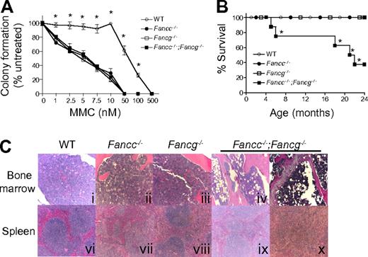 Figure 2. Fancc−/−;Fancg−/− mice have a shortened life span and an increased risk of BMF despite similar MMC sensitivity of Fancc−/−, Fancg−/− and Fancc−/−;Fancg−/− cells. (A) Sensitivity of WT, Fancc−/−, Fancg−/−, and Fancc−/−;Fancg−/− cells to MMC. Data represent mean ± SEM of 3 independent experiments each of which was plated in triplicate cultures isolated from the bone marrow of 3-month-old syngeneic mice. WT is significantly different from any of the other experimental groups, which had comparable sensitivity, *P < .001 by 2-way ANOVA. (B) Kaplan-Meier curve shows a significant decrease in survival of Fancc−/−;Fancg−/− mice compared with WT, Fancc−/− or Fancg−/− mice, n = 8/genotype. *P = 0.0004 for Fancc−/−;Fancg−/− compared with WT, Fancc−/− or Fancg−/− by the log-rank test for trend. (C) Fancc−/−;Fancg−/− mice, but not WT, Fancc−/− or Fancg−/− mice, develop aplastic anemia and myeloid malignancies. Subpanels iv and ix are from a 20-month-old Fancc−/−;Fancg−/− mouse and subpanels v and x are from a 23-month-old Fancc−/−;Fancg−/− mouse.