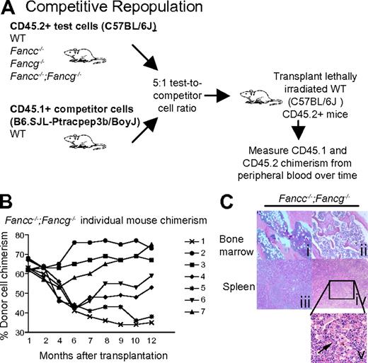 Figure 3. Fancc−/−;Fancg−/− hematopoietic stem cells undergo clonal evolution and malignant transformation in vivo. (A) Experimental design: Fancc−/−;Fancg−/− BMCs and isogenic WT competitor cells were co-transplanted into lethally irradiated recipient mice. Cells were transplanted at a 5:1 ratio (2.5 × 106 test cells and 0.5 × 106 competitor cells). Donor cells were collected from syngeneic 3-month-old mice. (B) Fluctuations of donor Fancc−/−;Fancg−/− cell chimerism were sequentially examined in peripheral blood of individual recipients, each symbol represents and individual recipient mouse (n = 7). (C) Mice reconstituted with BMCs from Fancc−/−;Fancg−/− mice showed abnormal bone marrow and spleen architecture 12 months after transplantation. Subpanels i and iii are from mouse 5 in panel B of this figure, with a chimerism of 38% at 12 months after transplantation. Subpanels ii, iv, and v are from mouse 2 in panel B of this figure.