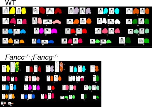 Figure 4. Spectral karyotyping shows aneuploidy and chromosomal translocations in Fancc−/−;Fancg−/− cells from the bone marrow of non-competitive recipients. WT shows a normal spectral karyogram. See supplemental Tables 2 and 3 for detailed descriptions of the chromosomal abnormalities found.