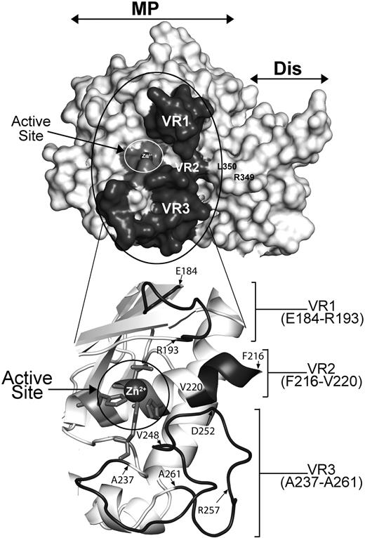 Figure 2. Molecular model of ADAMTS13 MP-Dis based on the crystal structures of ADAMTS1, -4, and -5. The active site containing a Zn2+ ion is circled in white and labeled. R349 and L350 in the Dis domain known to be important for VWF proteolysis are labeled. VR1, -2, and -3 (shown in dark gray) flank the active site cleft. The region circled in black is enlarged and shown in cartoon below to better depict the position of VR1, -2, and -3. Amino acids at the start and end of each VR region are identified.