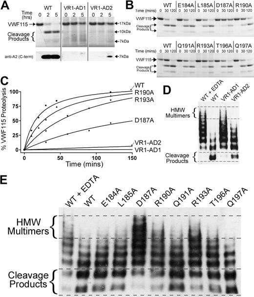 Figure 4. Functional characterization of ADAMTS13 VR1 (E184-R193) MP domain mutants. (A-B) Proteolysis of VWF115 over time by ADAMTS13/VR1 swap variants (A) or VR1 point mutants (B) was visualized by SDS-PAGE and Coomassie staining. For more sensitive detection of the 7-kDa VWF115 cleavage product (to detect trace amounts of proteolysis), a Western blot is included below Figure 4A. (C) Proteolysis of VWF115 was quantified over time by HPLC for those variants with reduced proteolytic function. See Table 1 for the derived kcat/Km values. (D-E) Multimeric, plasma-derived full-length VWF was proteolyzed by 2.8nM VR1 swap variants (D) or 2.1nM point mutants (E) and analyzed by agarose gel electrophoresis and Western blotting for VWF. HMW, high molecular weight; WT, wild type.