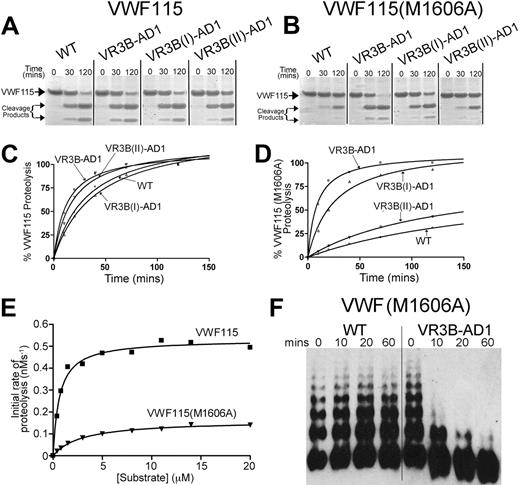 Figure 5. Functional characterization of ADAMTS13 VR3 (G236-A261) MP domain mutants. (A-B) Proteolysis of VWF115 (A) or VWF115(M1606A) (B) over time by wild-type (WT) ADAMTS13 or VR3B swap variants was visualized by SDS-PAGE and Coomassie staining. (C-D) Proteolysis of VWF115 (C) or VWF115(M1606A) (D) by ADAMTS13 and VR3B swap variants was quantified over time by HPLC and represented graphically. See Table 2 for the derived kcat/Km values. (E) To establish the individual kinetic constants Km and kcat for VWF115(M1606A) proteolysis, the initial rate of proteolysis (< 15% cleavage) was analyzed by HPLC as a function of substrate concentration. The derived individual parameters are presented in Table 3. (F) 0.5nM wild-type ADAMTS13 or VR3B swap variant was used to proteolyze multimeric, recombinant VWF(M1606A) under denaturing conditions. From 0 to 60 minutes, reactions were stopped with EDTA, and changes in VWF multimeric composition were monitored by SDS agarose gel electrophoresis and Western blotting for VWF.