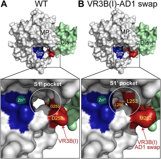 Figure 6. Molecular models of the ADAMTS13 S1′ subsite. (A) Model of the ADAMTS13 MP-Dis domains based on the crystal structures of the corresponding domains from ADAMTS1, -4, and -5. The active site histidines are shown in dark blue and the bound Zn2+ is shown as a sphere. Enlarged boxed area shows the active site in more detail. The S1′pocket that accommodates the P1′ residues in VWF (Met1606) is circled in white. The VR3B(I) region is shown in red with visible residues labeled. (B) Model as in panel A in the same orientation except that the VR3B(I) region (D252-P256) in ADAMTS13 MP domain has been substituted for the corresponding 5 residues in ADAMTS1. Changing these amino acids appreciably alters the shape/depth of the S1′ pocket.