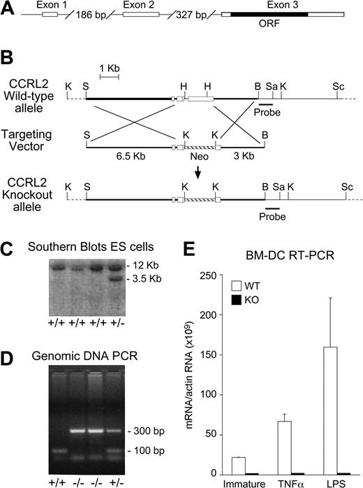 Figure 2. Generation of CCRL2 deficient mice. (A) Exon/intron structure of the CCRL2 gene. (B) Schematic representation of WT and KO alleles of the CCRL2 gene and targeting vector. Restriction sites: K, KpnI; S, SalI; H, HindIII; B, BamHI; Sa, SacI; Sc, ScaI. KpnI-digested genomic DNA fragments were detected by a specific probe. (C) Southern blot analysis of KpnI-digested genomic DNA from transfected embryonic stem cells hybridized with the CCRL2 probe generated a 12-kb WT restriction fragment and a 3.5-kb homologous recombinant restriction fragment. (D) PCR analysis of genomic DNA of CCRL2+/+ (lane 1), CCRL2−/− (lanes 2 and 3), and CCRL2+/− (lane 4) mice. (E) Total RNA was isolated from immature as well as TNF-α– and LPS-stimulated (24 hours) bone marrow DCs.