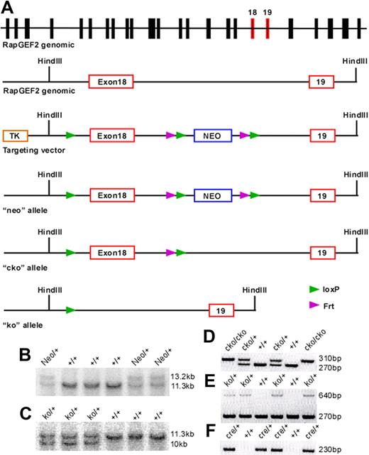 Figure 1. Targeted disruption of the RapGEF2 gene. Strategy for generating the RapGEF2 conditional targeting vector. (A) Schematic representation of the mouse RapGEF2 genomic sequence, targeting vector, neo, cko, and ko alleles. The targeted exon 18 and its adjacent exon 19 are in red. After electroporation of the RapGEF2 targeting vector, embryonic stem (ES) cells and then the neo mice were screened by Southern blotting (B). After crossing the neo mice sequentially with the flp and β-actincre mice, the RapGEF2+/− mice were screened by Southern blotting (C). PCR strategies were used to identify the RapGEF2+/+, RapGEF2cko/+, and RapGEF2cko/cko mice (D), RapGEF2+/+, RapGEF2+/−, and RapGEF2−/− embryos and mice (E), and Cre transgenic mice (F). The RapGEF2+/− mice were fertile and apparently normal, compared with the wild-type (RapGEF2+/+) mice.