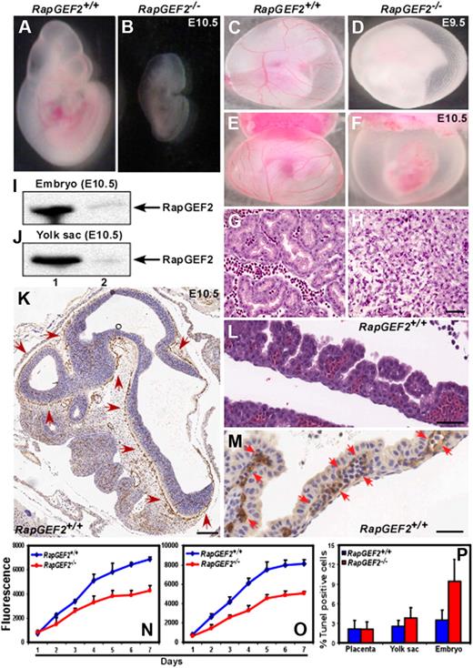 Figure 2. Defective yolk sac vascularization in RapGEF2−/− mice. (A-B) Morphologies of the E10.5 RapGEF2+/+ (A) and RapGEF2−/− (B) embryos. (C-D) Newly formed vitelline vessels of the E9.5 yolk sacs in RapGEF2+/+ (C) and RapGEF2−/− (D) embryos. (E-F) Vitelline vessels of the E10.5 yolk sacs in RapGEF2+/+ (E) and in RapGEF2−/− (F) embryos. The embryos were analyzed under Stemi SV11, Zeiss binocular microscope and photographed by Sony DSC-S85 digital camera. (G-H) H&E-stained transverse section of an E10.5 RapGEF2+/+ yolk sac showing blood vessels filled with red blood cells (G), and through a RapGEF2−/− yolk sac, which lacked blood vessels (H). Scale bar, 100 μm. (I-J) Northern blots showing the expression level of RapGEF2 in E10.5 RapGEF2+/+ (lane 1) and RapGEF2−/− (lane 2), embryos (I) and yolk sacs (J). (K) In situ hybridization with a RapGEF2-specific probe showing the expression pattern of RapGEF2 RNA in an E10.5 RapGEF2+/+ embryo sagittal section. Weak expression of RapGEF2 was detected throughout the embryo, but much stronger expression (indicated by red arrows) was observed in the major blood vessels. Scale bar, 500 μm. (L) H&E-stained sagittal section of an E10.5 RapGEF2+/+ yolk sac showing the yolk sac blood vessels filled with erythroblasts. Scale bar, 50 μm. (M) In situ hybridization with a RapGEF2-specific probe showing the expression pattern of RapGEF2 RNA in an E10.5 RapGEF2+/+ yolk sac. RapGEF2 was predominantly detected in the blood vessels (indicated by red arrows) of the yolk sac. Scale bar, 50 μm. (N-O) Line graph displaying the proliferation rate of RapGEF2+/+ and RapGEF2−/− E10.5 yolk sac cells (N) and embryonic cells (O) measured by AlamarBlue proliferation assay. (P) Histogram showing the percentage of Tunel-positive apoptotic cells in E10.5 RapGEF2+/+ and RapGEF2−/− placenta, yolk sac, and embryos.