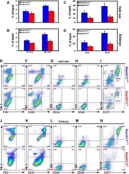 Figure 3. CD41+ population is reduced in response to RapGEF2 deletion. (A-B) Bar graph showing the percentage of adherent RapGEF2+/+ and RapGEF2−/− E10.5 yolk sac (A) and embryonic cells (B) after 30 and 60 minutes of seeding in the fibronectin (FN)-coated plate. (C-D) Histogram displaying the in vitro migration levels of RapGEF2+/+ and RapGEF2−/− E10.5 yolk sac (C) and embryonic cells (D) after 6 and 12 hours. (E-I) Representative FACS images showing the distribution of Flk1+ (E), Flk1+CD41+ (F), c-Kit+CD34+ (G), c-Kit+CD45+ (H), and CD71+Ter119+ (I) fractions in the E10.5 RapGEF2+/+ and RapGEF2−/− yolk sacs. (J-N) Representative FACS images showing the distribution of Flk1+ (J), Flk1+CD41+ (K), c-Kit+CD34+ (L), c-Kit+CD45+ (M), and CD71+Ter119+ (N) in the E10.5 RapGEF2+/+ and RapGEF2−/− embryos.