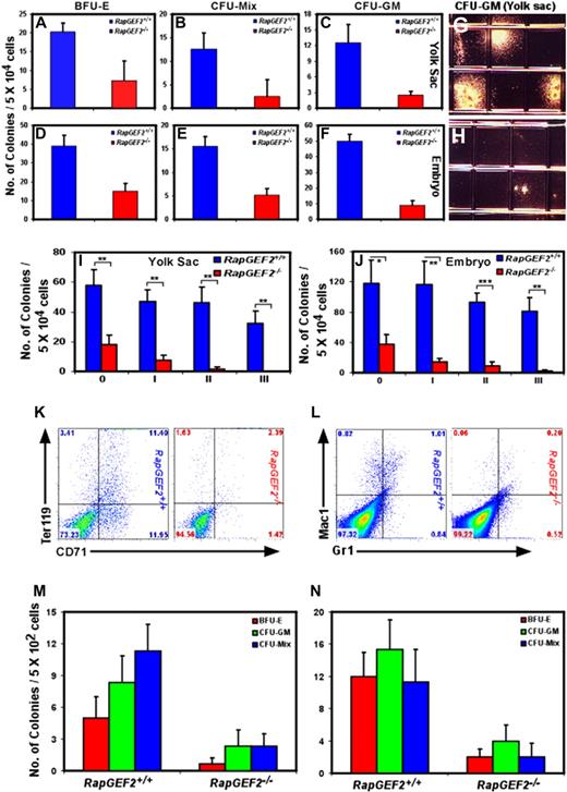 Figure 4. Impaired self-renewal and differentiation of RapGEF2−/− hematopoietic progenitors in vitro. The number of BFU-E, CFU-Mix, and CFU-GM colonies formed from RapGEF2+/+ and RapGEF2−/− E10.5 yolk sac cells (A-C) or embryonic cells (D-F). The average and standard deviation were derived from 3 independent colony-formation assays. (G-H) Representative photographs showing the size of the CFU-GM colonies derived from RapGEF2+/+ (G) and RapGEF2−/− (H) E10.5 yolk sac cells. (I-J) Histograms showing the number of colonies formed in the initial plating 0′ and the subsequent replating i to iii of E10.5 yolk sac (I) or embryonic (J) cells. The average, standard deviation, and statistical significance were derived from 3 independent assays. *P < .05, **P < .005, ***P < .0005. (K-L) Flow cytometry images showing the distribution of CD71+Ter119+ (K) and Gr1+/Mac1+ (L) cell populations. (M-N) Bar graphs displaying the number of BFU-E, CFU-GM, and CFU-Mix colonies formed after plating FACS-sorted c-Kit+/CD34+ double-positive HPCs from E10.5 yolk sac (M) or embryonic cells (N). Compared with RapGEF2+/+, 5 times more number of RapGEF2−/− yolk sacs and embryos were pooled to obtain sufficient number of c-Kit+/CD34+ HPCs.