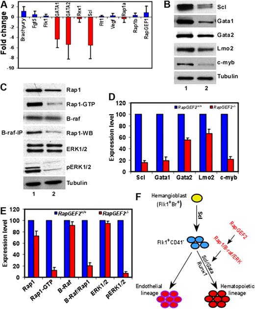 Figure 6. Deregulation of SCL/Gata transcription factors in RapGEF2−/− cells. (A) Differences in the expression level of hematopoietic marker, Brachyury, Fgf5, Flk1, Gata1, Gata2, Rex1, Scl, Flt1, and Vegf, and of Rap1a, Rap1b, and RapGEF1 in RapGEF2−/− E10.5 yolk sac cells compared with RapGEF2+/+ yolk sac cells, by Q-PCR. (B) Western blots showing the expression of the transcription factors SCL, Gata1, Gata2, and Lmo2, and the proto-oncogene c-myb in RapGEF2+/+ (lane 1) and RapGEF2−/− (lane 2) E10.5 yolk sac cells. Tubulin was used as a loading control. (C) Representative Western blots showing the level of Rap1, Rap1GTP, and B-raf, and the results of a B-raf/Rap1 pull-down assay showing the amount of B-raf-bound Rap1 (fourth panel from top), and the expression level of ERK1/2 and phosphorylated pERK1/2 in RapGEF2+/+ (lane 1) and RapGEF2−/− (lane 2) E10.5 yolk sac cells. Tubulin was used as a loading control. (D-E) The expression level of proteins (intensity of protein bands) was quantified by Imagequant software and presented as percent expression in RapGEF2−/− cells compared with RapGEF2+/+ cells, where the expression level was set as 100%. Then, the statistical analysis was shown as histograms. (F) Drawing displaying the possible role of RapGEF2 in the development of hematopoietic lineage. In this model, SCL/Gata transcription factors are required for the development of hematopoietic lineage, and RapGEF2 might regulate SCL through the Rap1/B-raf/ERK pathway.