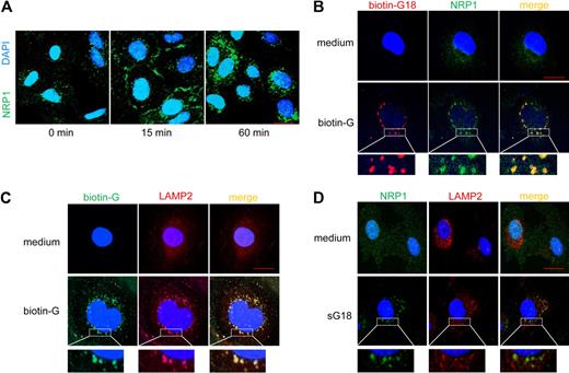 Figure 3. G18 promotes internalization of NRP1 and associates with NRP1 in LAMP2-marked structures. (A) Cells were incubated in medium alone or with 16 μg/mL sG16 at 37°C for 15 and 60 minutes. After fixation and permeabilization, cells were stained with anti-NRP1 primary mAb followed by Alexa 488–conjugated anti–mouse IgG Ab. Nuclei were stained with DAPI. (B) Cells were incubated with medium alone (top panels) or 16 μg/mL biotin-G18 (bottom panels) at 37°C for 60 minutes. After fixation and permeabilization, cells were stained with Alexa Fluor 546–conjugated streptavidin (to visualize biotin-G18) and with anti-NRP1 primary mAb followed by Alexa Fluor 488–conjugated anti–mouse IgG Ab (to visualize NRP1). (C) Cells were incubated with medium only (top panels) or 16 μg/mL biotin-G18 (bottom panels) at 37°C for 60 minutes. After fixation and permeabilization, cells were stained with Alexa Fluor 488–conjugated streptavidin (to visualize biotin-G18) and with anti-LAMP2 primary Ab followed by Alexa Fluor 594–conjugated anti–rabbit IgG Ab (to visualize LAMP2). (D) Cells were incubated with medium only (top panels) or 16 μg/mL sG18 (bottom panels) at 37°C for 60 minutes. After fixation and permeabilization, cells were stained with anti-NRP1 primary mAb followed by Alexa Fluor 488–conjugated anti–mouse IgG Ab (to visualize NRP1) and with anti-LAMP2 primary Ab followed by Alexa Fluor 594–conjugated anti–rabbit IgG Ab (to visualize LAMP2). Cells were examined by confocal microscopy. Images were imported into Adobe Photoshop 6.0 for processing. Scale bar, 20 μm.