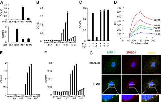 Figure 4. Characterization and functional consequences of G18 binding to NRP1 and SREC-I. (A) Analysis of biotin-G18 binding to NRP1-Fc and NRP2-Fc. Top panel, binding of biotin-G18 to BSA-, IgG1-, NRP1-, or NRP2-coated wells detected by ELISA-based measurement of streptavidin-HRP. Bottom panel, detection of coated proteins by anti-IgG1 antibody detected by ELISA. The results reflect the means ± SD of triplicate wells. (B) Binding of biotin-G18 to NRP1. Biotin-A18, -T18, -G18, or -C18 (0.25, 1, 4, 16 μg/mL) was added to NRP1-coated wells. Bound biotin-olionucleotides were detected by ELISA-based measurement of streptavidin-HRP. The results reflect the means ± SD of 3 experiments. (C) Biotin-G18 binding to NRP1 is selectively blocked by nonbiotin-G18. Biotin-G18 (1 μg/mL) was added to NRP1-coated wells in the presence of G18, A18, T18, or C18 (100 μg/mL). (D) Characterization of NRP1 binding to immobilized G18. Plasmon resonance (Biacore)-generated sensorgrams showing a kinetic analysis of NRP1 binding to G18. Biotin-G18 was immobilized onto the sensor chip. NRP1/Fc (2.5, 5, 7.5, 10, or 20nM) was passed over the sensor surface. Representative results from 4 independent experiments are shown. (E) Binding of biotin-G18 to SREC-I. Biotin-A18, -T18, -G18, or -C18 (0.25, 1, 4, or 16 μg/mL) was added to SREC-I–coated wells. Bound biotin-olionucleotides were detected by ELISA-based measurement of streptavidin-HRP. The results reflect the means ± SD of 3 experiments. (F) G18 bridges NRP1 to SREC-I. His-tagged NRP1/Fc (1 μg/mL) was added to SREC-I/Fc-coated wells in the presence of A18, T18, G18, or C18 (0, 0.25, 1, 4, or 16 μg/mL). Bound His-tagged NRP1/Fc was detected by HRP-conjugated anti-His Ab. The results reflect the means ± SD of 3 experiments. (G) G18 induces the coordinate internalization of NRP1 and SREC-I. HUVECs were incubated with or without sG18 (16 μg/mL at 37°C for 1 hour). After fixation and permeabilization, cells were stained with anti-NRP1 mAb (green), anti-SREC-I Ab (red), and DAPI (blue) and were examined by confocal microscopy. Top panels are from cells incubated in medium alone; bottom panels are from cells incubated with sG18. Scale bar, 20 μm.