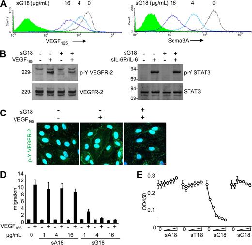 Figure 5. sG18 inhibits VEGF165 and Sema3A binding to HUVECs and VEGF165-induced HUVEC proliferation. (A) sG18 inhibits VEGF165 and Sema3A binding to HUVECs. The cells were incubated with sG18 (0, 4, or 16 μg/mL) at 37°C for 1 hour, followed by addition of biotin-VEGF165 or Sema3A/Fc. Bound biotin-VEGF165 or Sema3A/Fc was detected by flow cytometry. (B) sG18 (16 μg/mL) inhibits VEGF165-induced phosphorylation of VEGFR-2 in HUVECs. After incubation with sG18 (0 or 16 μg/mL) at 37°C for 1 hour, the cells were treated with VEGF165 (100 ng/mL) or IL-6 (100 ng/mL) in conjunction with sIL-6R (100 ng/mL) at 37°C for 5 minutes. Phosphorylated (p-Y) VEGFR-2 and p-Y STAT3 was detected by immunoblotting with specific antibodies; after stripping, the membranes were reprobed for total VEGFR-2 and STAT3. Molecular weights (kDa) are indicated on the left of the panel. (C) sG18 inhibits VEGF165-induced phosphorylation of VEGFR-2 in HUVECs, as detected by confocal microscopy. Conditions for cell incubation with sG18 and VEGF165-induced activation of VEGFR-2 are those described in panel B. (D) sG18 specifically inhibits VEGF165 (50 ng/mL)-induced transwell migration of endothelial cells. HUVECs (5 × 105 cells/well) were preincubated for 30 minutes with sG18 or sA18 (1, 4, or 16 μg/mL) added to the upper chamber and incubated at 37°C for 18 hours. The results reflect the mean fold increase (± SEM) in cell migration compared with medium alone in 3 experiments performed in duplicate. (E) HUVECs were cultured for 24 hours with or without sA18, sT18, sG18, or sC18 at varying concentrations (1, 2, 4, 8, 16, or 32 μg/mL) in the presence of VEGF165 (25 ng/mL); proliferation was measured by Cell Counting Kit-8. Results are expressed as mean ± SD optical density at 450 nm of triplicate cultures.