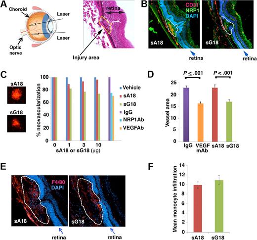 Figure 6. sG18 inhibits CNV induced by laser injury. (A) Laser injury to the choroids and Bruch membrane. Left panel, schematic representation of the procedure. Right panel, representative image depicting a typical area of CNV (denoted by the dotted line); H&E staining. (B) Representative images from immunostaining of CNVs 7 days after laser injury and treatment with sA18 or sG18; CD31 (red) and NRP1 (green); nuclei are visualized by DAPI (blue). The dotted line denotes the CNV areas. (C) Analysis of CNV detected by Alexa Fluor 594–labeled isolectin B4 (IB4) staining. Left, representative images from IB4 staining of CNV spots treated with sA18 and sG18. Right, quantitative analysis of CNV. Eyes were removed 7 days after laser injury and treatment with vehicle alone or with the indicated additives. Mean area of CNV was first measured for each mouse (4 injured areas/eye). The results reflect group means (7 mice/group) and are expressed as percent mean neovascular area compared with vehicle alone. (D) VEGF neutralizing antibody and sG18 reduce CNV after laser injury. The results reflect quantitative measurement of neovascular areas stained by Alexa Fluor 568-labeled IB4 and reflect group means ± SEM. Groups of 7 mice were treated with neutralizing antibody to human/mouse VEGF (B20.4.1, 2μg/eye), sG18 (10 μg/eye), and appropriate controls; the eyes were removed 7 days after injury. (E) Representative images depicting monocyte/macrophage infiltration of CNV areas (denoted by the dotted line) detected by immunostaining with antibodies to the monocyte/macrophage marker F4/80 (red); nuclei are stained with DAPI (blue). Eyes were removed 7 days after laser injury and treatment with sA18 or sG18. (F) Quantitative analysis of monocyte/macrophage infiltration in CNV areas detected by immunostaining with F4/80 antibodies and analysis (ImageJ). The results are expressed as group means ± SEM. Each group consisted of 5 mice treated in the eye with sA18 or sG18.