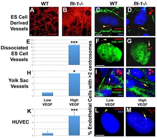 Figure 1. High VEGF signaling leads to an increased frequency of excess centrosomes in endothelial cells of developing vessels. (A-B) Day 8 ES cell–derived WT and flt-1−/− mutant vessels were stained for PECAM-1 (red); note the vessel overgrowth and dysmorphogenesis in panel B. (C-J) Endothelial cells of WT and flt-1−/− mutant vessels were analyzed for centrosome numbers. (C-D) Day 8 ES cell cultures were fixed and stained for γ-tubulin (red), PECAM-1 (green), and DRAQ5 nuclear dye (blue). (F-G) Day 8 ES cell cultures that were WT or flt-1−/− and carried a PECAM-H2B::GFP transgene (green) were dissociated and attached to tissue culture dishes before fixation and staining for γ-tubulin (red). (E) Percentage of PECAM-H2B::GFP-positive cells with more than 2 centrosomes (WT, n = 159; flt-1−/−, n = 336). (I-J) WT and flt-1−/− embryos were harvested at E9.5, and yolk sacs were stained for γ-tubulin (red), PECAM-1 (green), and DRAQ5 nuclear dye (blue). (H) Percentage of PECAM-positive yolk sac endothelial cells with more than 2 centrosomes (WT, n = 88; flt-1−/−, n = 180). (L-M) HUVECs were incubated for 96 hours in low or high VEGF and then stained for γ-tubulin (red) and DRAQ5 nuclear dye (blue). (K) Percentage of HUVECs with more than 2 centrosomes (low VEGF, n = 2393; high VEGF, n = 3011). Arrows point to areas of cells with more than 2 centrosomes, and arrowheads point to areas of cells with 1 or 2 centrosomes. (D,I-J,M) Insets: Centrosomes at higher magnification. (A-B) Scale bar represents 50 μm. (C-M) Scale bar represents 5 μm. All experiments were performed at least 3 times. *P < .05, low VEGF vs high VEGF. ***P < .0001, low VEGF vs high VEGF. (A-B) Panels imaged with Olympus IX50 and 10×/0.25 NA CPlan RT objective; samples were in Aqua/Polymount (Polysciences); images acquired with Olympus DP71 camera and DP Controller Version 3.1.1.267 software. (C-M) Panels imaged with Zeiss LSM 5 Pascal and 63×/1.4 NA oil objective; samples were in Aqua/Polymount; images acquired with PASCAL Release Version 4.2 SP1 software. All images managed in Abobe Photoshop CS 2 9.0.