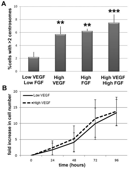 Figure 2. VEGF and FGF increase the frequency of excess centrosomes in endothelial cells independent of proliferative changes. (A) Percentage of HUVECs with more than 2 centrosomes in indicated conditions (low VEGF/low FGF, n = 1594; high VEGF, n = 1717; high FGF, n = 1563; high VEGF/high FGF, n = 866). **P < .001 vs low VEGF/low FGF. ***P < .0001 vs low VEGF/low FGF. (B) HUVEC growth curves in low and high VEGF, expressed as fold increase in cell number relative to t = 0. Solid line indicates low VEGF conditions; and dashed line, high VEGF conditions. All experiments were performed at least 3 times.