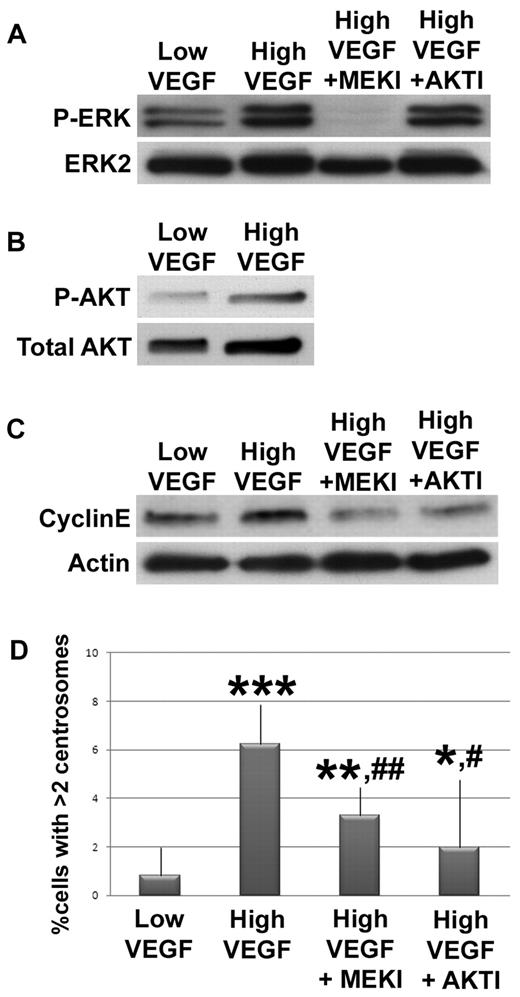 Figure 4. VEGF signals through MEK/ERK and AKT to mis-regulate centrosome duplication in endothelial cells. HUVECs were serum starved, then incubated with low or high VEGF. (A) HUVECs treated for 5 minutes without inhibitor or with U0126 (MEKI) or 1L-6-hydroxymethyl-chiro-inositol 2-(R)-O-methyl-3-O-oxtadecylcarbonate (AKTI) were lysed, hybridized to anti-P-ERK, and normalized to total ERK2. (B) HUVECs treated with low or high VEGF for 1 hour were lysed, hybridized to anti-P-AKT, and normalized to total AKT. (C) HUVECs treated with indicated levels of VEGF for 12 hours without inhibitors or with MEKI or AKTI were lysed, hybridized to anticyclin E, and normalized to actin. (D) HUVECs treated with indicated levels of VEGF for 96 hours without inhibitors or with MEKI or AKTI were fixed, stained for γ-tubulin and DRAQ5, and centrosome numbers were counted (low VEGF, n = 1036; high VEGF, n = 1369; high VEGF + MEKI, n = 1152; high VEGF + AKTI, n = 586). All experiments were performed at least 3 times. *P < .05 vs low VEGF. **P < .001 vs low VEGF. ***P < .0001 vs low VEGF. #P < .05 vs high VEGF. ##P < .001 vs high VEGF.