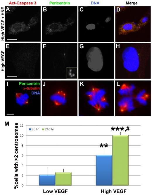 Figure 5. Mis-regulation of centrosome duplication does not lead to apoptosis in endothelial cells. (A-H) HUVECs were stained with antiactivated caspase 3 (red), pericentrin (green), and DRAQ5 nuclear dye (blue) after treatment with high VEGF for 96 hours, with (A-D) or without (E-H) the apoptosis-promoting drug HNE for the final 48 hours. (F) Inset: Centrosomes at higher magnification. HNE-treated cells were positive for activated caspase 3, but high VEGF-treated HUVECs containing excess centrosomes did not stain for activated caspase 3. (I-L) HUVECs were stained with antipericentrin (green), anti-α-tubulin (red), and DRAQ5 to visualize mitotic figures. Bipolar spindles containing 2 centrosomes (I) or more than 2 centrosomes (J) were observed in addition to multipolar spindles (K-L) containing more than 2 centrosomes. (M) HUVECs were incubated with low or high VEGF for the indicated times, then fixed and stained for γ-tubulin and DRAQ5 for centrosome counts (96-hour low VEGF, n = 890; 240-hour low VEGF, n = 976; 96-hour high VEGF, n = 1023; 240-hour high VEGF, n = 897). Experiments were performed in triplicate. Scale bar represents 5 μm. **P < .001 vs 96-hour low VEGF. ***P < .0001 vs 96-hour low VEGF. #P < .05 vs 96-hour high VEGF. (A-L) Panels imaged with Zeiss LSM 5 Pascal and 63×/1.4 NA oil objective; samples were in Aqua/Polymount; images acquired with PASCAL Release Version 4.2 SP1 software and managed in Abobe Photoshop CS 2 9.0.