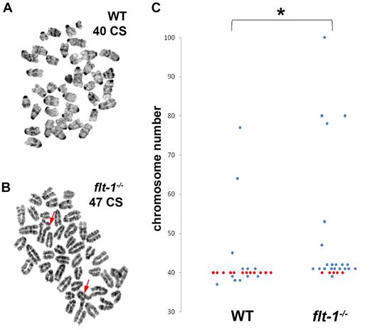 Figure 6. Flt-1−/− mutant endothelial cells from developing vessels display aneuploidy and chromosome aberrations. Endothelial cells from WT and flt-1−/− ES cell–derived vessels were isolated via magnetic bead isolation and analyzed for chromosome number and abnormalities. (A-B) Giemsa-stained WT (A) and flt-1−/− (B) endothelial cell metaphase spreads with 40 and 47 chromosomes (CS), respectively (Mus musculus 2n = 40). Arrows in panel B point to abnormal triradial chromosome configurations. (C) Scatter plot showing chromosome number in WT versus flt-1−/− endothelial cells from developing vessels. Each dot represents one cell; red dots, cells with 40 CS; and blue dots, aneuploid cells. WT, n = 25; flt-1−/−, n = 25. *P ≤ .05.