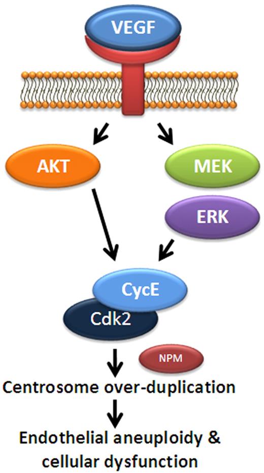 Figure 7. Model for VEGF regulation of endothelial centrosome duplication. A schematic of proposed signaling to regulate centrosome duplication in endothelial cells. In this model, VEGF promotes MEK/ERK and AKT signaling, leading to increased levels of cyclin E. Cyclin E binds Cdk2 to activate cyclin E/Cdk2 activity and promotes centrosome duplication, perhaps via phosphorylation of NPM. Elevated VEGF levels lead to abnormally high Cdk2/cyclin E activity and centrosome overduplication.