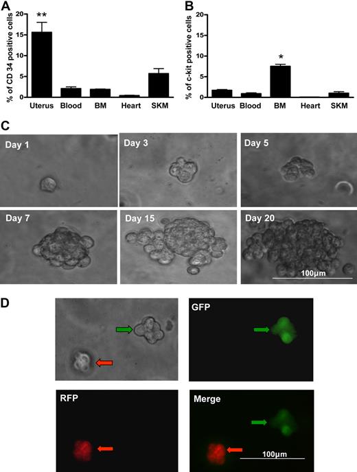 Figure 1. Blast colony formation by single uterine CD34+/c-kit− cells. Percentage of cells expressing CD34 (A) or c-kit+ (B) in each of multiple organs by flow cytometry. SKM indicates skeletal muscle. Uterine tissue contained the highest percentage of CD34+ cells. **P < .01 vs other organs. BM contained the highest percentage of c-kit+ cells. *P < .05 vs other organs (N = 6). (C) Morphology of a representative blast colony derived from a single CD34+ c-kit− uterine cell over 20 days. Representative micrographs illustrating clonal blast colony formation in a 1:1 suspension mixture of CD34+/c-kit− cells from GFP+ mice (green arrows) and RFP+ mice (red arrows). There was no aggregation; red and green cells formed separate blast colonies (D).