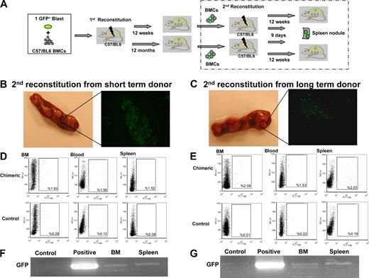 Figure 5. Long-term self-renewal of uterine blast colony cells. (A) Schematic representation of primary and secondary BM reconstitutions. BMCs were isolated from primary recipients at 12 weeks (short-term donor) or 12 months (long-term donor) after the primary reconstitution, and then injected into a second set of lethally irradiated wild-type (C57BL/6) mice through the tail vein. At 9 days after the second reconstitution, GFP+ nodules were observed in the spleens of the secondary recipients (B-C; n = 6 per group). At 12 weeks, GFP+ cells were detected in the BM, blood, and spleens of the secondary recipients (D-E; by FACS; n = 6 per group). RT-PCR confirmed GFP mRNA expression in the BM and spleen of the secondary recipients (F-G). Control indicates wild-type BMCs (negative control); and positive, GFP+ transgenic BMCs (positive control).