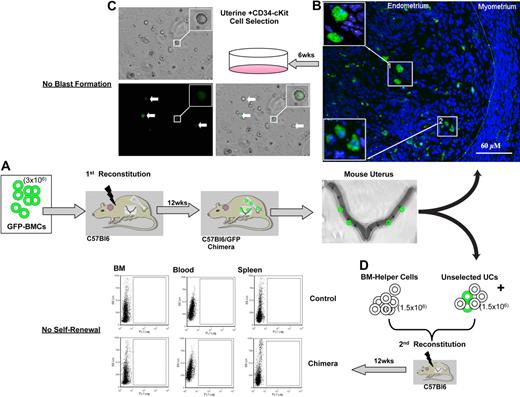 Figure 6. Extramedullary origin of the uterine hemangioblast. BM-uterine tracking study. First, we reconstituted the BM of lethally irradiated wild-type (C57BL/6) mice with unfractionated BMCs from GFP+ donors (A). GFP+ cells were mobilized to the uterus after reconstitution (B; insets show GFP+ cells at higher magnification). CD34+/c-kit− BMCs were isolated from the recipient uterus and cultured in MethoCult media. No colony-forming units (GFP+ or GFP−) were observed at day 7 (C; insets show GFP+ cell at higher magnification). White arrows indicate GFP+ cells. We reconstituted the BM of a second set of lethally irradiated C57BL/6 mice with whole (unselected) uterine cells (UCs) isolated from the primary recipient (combined with C57BL/6 BM helper cells) (D). At 12 weeks after the secondary reconstitution, no GFP+ cells were detected in the BM, blood, or spleens of the secondary recipients (by FACS).