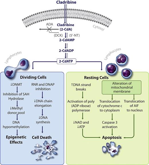Figure 2. Cladribine mechanism of action. 2-CdA enters the cell through an efficient transport system. Cladribine is resistant to deamination by ADA. The high DCK to 5′-NT ratio favors the formation of 2-chlorodeoxyadenosine monophosphate (2-CdAMP), 2-chlorodeoxyadenosine diphosphate (2-CdADP), and 2-chlorodeoxyadenosine triphosphate (2-CdATP). In dividing cells, the accumulation of 2-CdATP inhibits RNR and the DNA polymerases (DNAP), abrogating DNA synthesis and causing cell death. In resting cells, 2 unique pathways result in apoptosis. First, cladribine increases DNA strand breaks, activating poly(ADP-ribose)polymerase, PARP, which depletes NAD and ATP, resulting in apoptosis. Second, cladribine alters the mitochondrial membrane resulting in cytoplasmic translocation of cytochrome c and nuclear translocation of apoptosis-inducing factor (AIF), which leads to caspase-dependent and -independent apoptosis, respectively. Hypomethylation may occur through cladribine's inhibition of S-adenosylhomocysteine hydrolase (SAH), thereby diminishing the methyl donor pool.9 (Illustration by Katya Kadyshevskaya.)