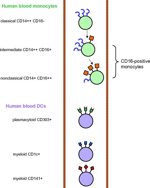 Figure 1. Nomenclature of monocytes and DCs in blood. The 6 types of cells are shown with different symbols, which represent the crucial markers of the respective cells. Blue hook indicates CD14; red square flag, CD16; green flag, CD303; blue flag, CD1c; red diamond flag, CD141. A higher number of a given symbol indicates a higher density of a given receptor. The arrows in the upper portion represent the developmental relationship. This does not necessarily indicate that development is actually occurring in the blood compartment. The location of the nonclassical monocytes closer to the vessel wall is to indicate that these cells preferentially localize to the marginal pool, a concept supported by the intravital microscopic data for the mouse homologue. The 2 types of myeloid DCs are depicted closer to each other because both are closer related to each other compared with the plasmacytoid DCs.
