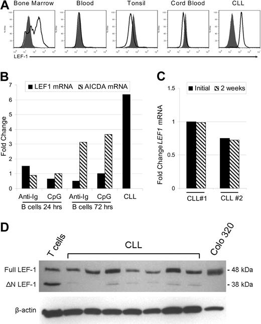 Figure 2. LEF-1 protein is specifically expressed by B-cell precursors and CLL cells but not mature peripheral B-cell subsets. (A) Representative intracellular flow cytometry for LEF-1 in B cells from healthy donor bone marrow, blood, tonsil, cord blood, and CLL B cells from a CLL patient. Isotype control histogram is shaded gray; LEF-1 histogram is black. (B) Detection of LEF1 and AICDA mRNA levels by quantitative PCR in B cells from a healthy donor at 24 and 72 hours after stimulation with CpG and cytokines or anti-immunoglobulin (anti-Ig) stimulation. Fold change was calculated relative to unstimulated donor B cells; an unstimulated CLL sample served as a positive control for LEF-1 expression. (C) Detection of LEF1 mRNA levels by quantitative PCR in 2 CLL patients before and after 2 weeks in culture in AIM-V media at a density of 10 × 106 cells/mL. (D) Western blot analysis of LEF-1 isoforms in B cells from 7 CLL samples; T cells from a healthy donor and Colo 320 cells served as a control for LEF-1 isoforms. β-Actin shown as a loading control of samples.