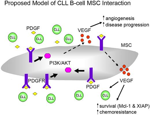 Figure 7. Proposed model of leukemic CLL B cell and stromal cell interaction. This model indicates that CLL secrete PDGF into the microenvironment. PDGF can then bind to the PDGFR in MSCs to trigger downstream PI3K-Akt activation. PDGFR-PI3K-Akt activation further triggers downstream signal pathways that result in increased VEGF production, which subsequently leads to increased survival/drug resistance in CLL cells, as well as promoting neovascularization. See “Discussion” for more details regarding this proposed model.