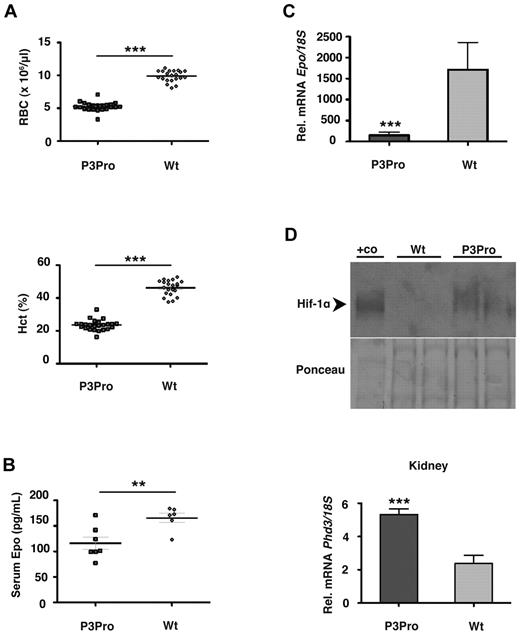 Figure 2. P3Pro-Cre–mediated inactivation of Hif-2α results in severe Epo-deficient anemia. (A) Shown are RBC and Hct values in 2- to 5-month-old P3Pro mutant mice (n = 26) compared with wild-type (Wt) littermate controls of the same age (n = 21). Diamonds represent control mice, P3Pro mutants are depicted by squares. (B) Serum Epo levels in 2-month-old mutants (n = 6) compared with Wt littermates (n = 5). (C) Relative Epo mRNA levels in kidneys from mutant and control animals (n = 9) as determined by real-time PCR analysis. (D) P3Pro mutant kidneys are hypoxic. (Top) Western blot analysis of Hif-1α in kidney extracts from mutant and Wt mice. Nuclear protein extracts from the liver of a Vhlh-deficient mouse were used as positive control (+co). Ponceau S staining is shown to demonstrate equal protein loading. (Bottom) mRNA levels of HIF target gene Phd3 in kidney (n = 6). Wt refers to Cre-negative littermates. Bars represent mean values ± SEMs; **P < .01, ***P < .001.