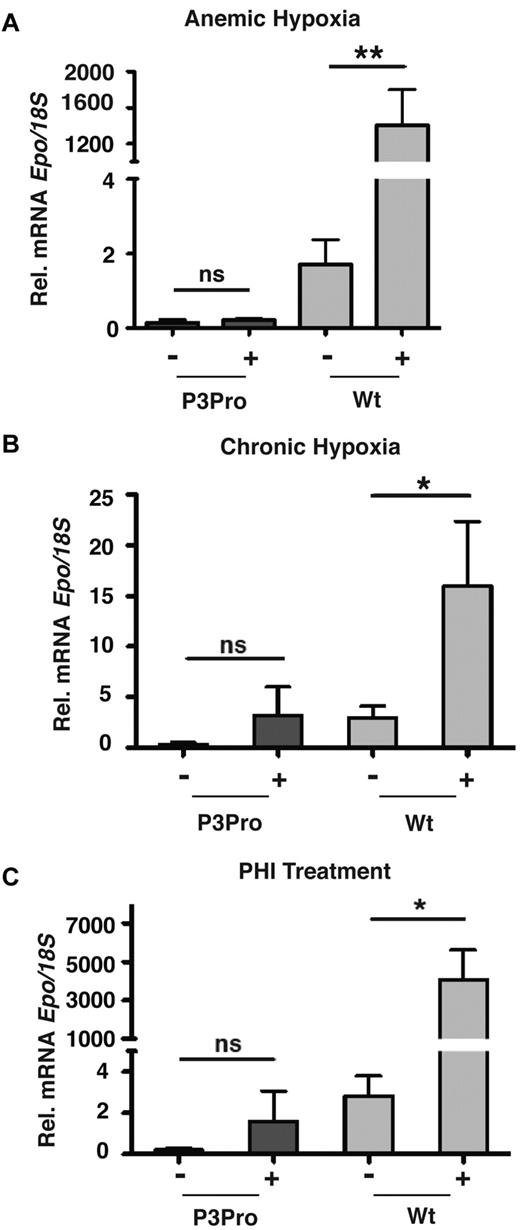 Figure 5. Hypoxia and PHD inhibition do not induce Epo in P3Pro mutant kidneys. Shown are Epo mRNA levels in kidneys from P3Pro mutants and wild-type (Wt) littermate controls. (A) Exposure to acute anemic hypoxia induced by phlebotomy (measurements 24 hours after phlebotomy). (B) Exposure to chronic normobaric hypoxia (10% O2 for 10 days). (C) Oral administration of PHD inhibitor GSK1002083A (PHI) for 2 days. Wt refers to Cre-negative littermates. Bars represent mean Epo mRNA levels ± SEMs (n = 3 or 4 per genotype and time point). *P < .05, **P < .01; ns, not statistically significant.