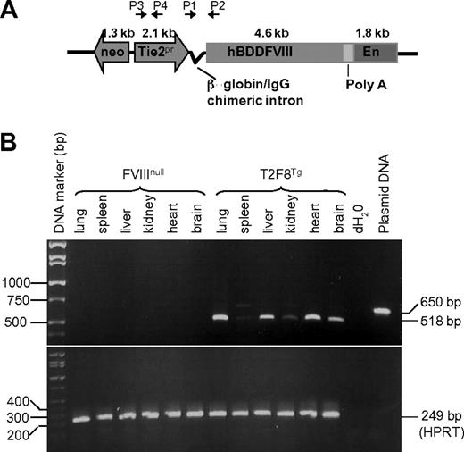Figure 1. T2F8 transgene construct and genetic analysis. (A) Schematic diagram of transgene construct. T2F8 cassette (from 5′ to 3′): neomycin resistance, the murine Tie2 gene promoter (Tie2 promoter), chimeric intron, human B-domain deleted factor FVIII, poly A, and the Tie2 enhancer. (B) RT-PCR analysis shows that spliced T2F8 transgene mRNA (518 bp) is detected in the tissues from T2F8 transgenic mice. The housekeeping gene, HPRT, was used as an internal control (bottom panel).