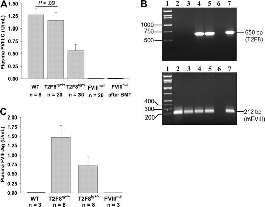 Figure 3. FVIII expression in T2F8 transgenic mice. (A) Quantitative evaluation of FVIII activity levels in mouse plasma by chromogenic assay. FVIII:C was detected in the plasma of T2F8 transgenic mice. The level of FVIII:C in T2F8tg+/+ mice was similar to WT mice. FVIII:C was not detected in the plasma of FVIIInull mice that received BMT from T2F8Tg mice. (B) PCR analysis shows that the T2F8 transgene cassette (650 bp) is detected in FVIIInull mice after receiving BMT from T2F8Tg mice. Lane 1, DNA marker; lanes 2 and 3, FVIIInull pre-BMT; lanes 4 and 5, FVIIInull post-BMT; lane 6, H2O; lane 7, T2F8Tg control. DNA was purified from peripheral blood, and T2F8 transgene was amplified with primers P1 and P2 (upper panel). Mouse FVIII exon 4, which is not disrupted in FVIIInull mice, was amplified as an internal control (lower panel). (C) Quantitative evaluation of human FVIII antigen levels in mouse plasma by ELISA. hFVIII:Ag was detected in the plasma of T2F8Tg mice, but not in WT and FVIIInull mice. These results demonstrate that endothelial cell–derived FVIII can normalize plasma FVIII.