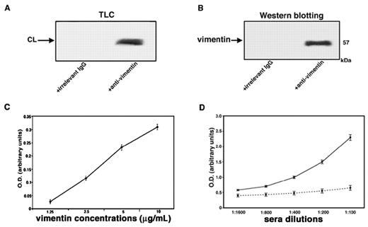 Figure 2. Evidence of vimentin/cardiolipin binding. (A) Vimentin/cardiolipin complexes were resuspended in a buffer containing 20mM Tris-HCl, pH 7.5; 0.15M NaCl; 1mM EDTA; 0.02% NaN3; and 10mM NaF. The mixtures were immunoprecipitated with polyclonal antivimentin. The immunoprecipitates were subjected to phospholipid extraction and analyzed by monodimensional HPTLC analysis and then stained by exposure to iodide vapors. As a negative control, immunoprecipitation was performed with an irrelevant goat IgG. (B) Vimentin/cardiolipin complexes were resuspended in a buffer containing 20mM Tris-HCl, pH 7.5; 0.15M NaCl; 1mM EDTA; 0.02% NaN3; and 10mM NaF. The unextracted precipitates were separated by SDS-PAGE and probed with the antivimentin Ab. As a negative control, immunoprecipitation was performed with an irrelevant goat IgG. (C) Scalar doses of vimentin in 0.05μM NaHCO3 buffer, pH 9.5, from 10 μg/mL to 1.25 μg/mL, were incubated with 50 μg/mL of cardiolipin in methanol. After washes with PBS-T and blocking in PBS containing 3% BSA, plates were incubated with goat polyclonal antibodies against vimentin. (D) Sera of SN-APS patients with detectable levels of antivimentin/cardiolipin antibodies (diluted 1:100, 1:200, 1:400, 1:800, 1:1600) were tested by the use of ELISA with vimentin/cardiolipin complex. As a control of binding specificity sera were previously adsorbed with vimentin/cardiolipin (incubation, 2:1 vol/vol, with 3 mg/mL cardiolipin micelles containing 3 μg/mL vimentin for 1 hour at 37°C and then overnight at 4°C. The mixture was centrifuged at 27 000g for 15 minutes at 4°C). The supernatants were kept as adsorbed sera and tested by ELISA.