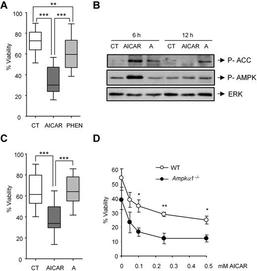 Figure 1. AICAR induces apoptosis independently of AMPK. (A) CLL cells were untreated (CT) or treated with 0.5mM AICAR or with 0.5mM phenformin (PHEN) for 24 hours. Viability was measured by flow cytometry, and it is expressed as the percentage of the viability (n = 11). ***P < .005, AICAR-treated versus untreated cells or versus PHEN-treated cells. **P < .01, PHEN-treated versus untreated cells. (B) CLL cells were incubated without (CT) or with 0.5mM AICAR or 100μM A-769662 (A) for 6 and 12 hours. Phospho-ACC and phospho-AMPK were analyzed by Western blot. ERK was used as a control of protein loading. A representative patient is shown (n = 5). (C) CLL cells were untreated (CT) or treated with 0.5mM AICAR or with 100μM A-769662 (A) for 24 hours. Viability was measured by flow cytometry, and it is expressed as the percentage of the viability (n = 18). ***P < .005, AICAR-treated versus untreated or versus A-treated cells. In the boxplots (A,C), the top line represents the 75% quartile; bottom line, the 25% quartile; and middle line, median. The ends of the whiskers represent the minimum and maximum of all the data. (D) WT and Ampkα1−/− B lymphocytes were incubated for 12 hours with AICAR in a range of concentrations (0.05, 0.1, 0.25, and 0.5mM). Viability was measured by flow cytometry, and it is expressed as the percentage of the viability. Data are mean ± SEM from 3 independent experiments for each genotype. **P < .01, *P < .05, Ampkα1−/− versus WT B lymphocytes.