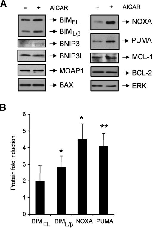 Figure 6. AICAR induces BIM, NOXA, and PUMA proteins in CLL cells. (A) Cells were untreated (−) or treated (+) with 0.5mM AICAR for 9 hours. Cells were lysed and analyzed by Western blot. Total levels of the BCL-2 family members BIM, BNIP3, BNIP3L, MOAP1, BAX, NOXA, PUMA, MCL-1, and BCL-2 were analyzed. ERK was used as a control of protein loading. One representative sample is shown (n = 6). (B) BIMEL, BIML/β, NOXA, and PUMA protein levels from AICAR-treated cells for 9 hours were quantified by densitometry and normalized by the ERK protein levels. Data are mean ± SEM (n = 6), expressed as the fold induction compared with untreated cells. **P < .01, *P < .05, AICAR-treated versus untreated cells.