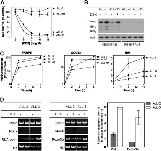 Figure 1. Responses of ALL xenografts to dexamethasone in vitro. (A) Xenograft cells were retrieved from cryostorage, and metabolic activity was assessed after a 48-hour exposure to a serial dilution of dexamethasone (10−5-10−9) relative to vehicle-treated controls by MTT assay. (B) Protein expression of Bim was assessed by immunoblot analysis relative to Actin control in glucocorticoid-sensitive (ALL-3 and ALL-11) and -resistant (ALL-2 and ALL-19) xenograft cells after treatment with dexamethasone (1μM, 16 hours). (C) Gene expression of glucocorticoid responsive genes, FKBP5, SOCS1, and BIM, was analyzed by RT2-PCR and expressed as a fold of vehicle-treated controls after treatment with dexamethasone (1μM) for up to 16 hours. (D) ChIP was carried out to identify recruitment of RNA polymerase II to the TSS of the BIM locus, and Foxo3a to its binding site upstream of the TSS, with each PCR region evaluated relative to total histone H3 ChIP in the same sample. Results were visualized by polyacrylamide gel electrophoresis and quantified by SYBR-green PCR. Splicing within a representative gel is indicated by dividing spaces. Quantified results represent the mean ± SEM of 3 independent experiments.