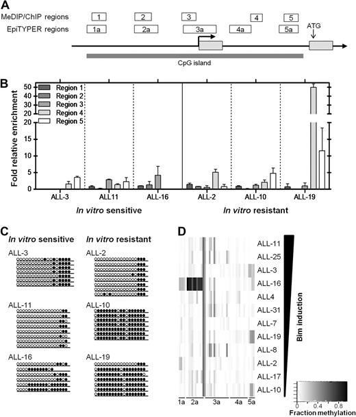 Figure 2. DNA methylation analysis of the CpG island identified across the BIM genomic locus. (A) The BIM genomic locus is represented by a schematic adapted from the UCSC genome browser (see supplemental Figure 3A), with regions analyzed in the separate assays (ChIP/MeDIP: regions 1-5; SEQUENOM: regions 1a-5a) indicated above the BIM gene, as well as the TSS (bold arrow), translation start site, and CpG island indicated. (B) MeDIP was carried out on 3 glucocorticoid-sensitive (ALL-3, -11, and -16) and 3 glucocorticoid-resistant (ALL-2, -10, -19) xenografts and enrichment for 5′-methyl-cytosine evaluated by qPCR across regions 1-5 indicated previously. (C) Bisulfite sequencing was carried out as described in “Bisulfite sequencing” to confirm MeDIP results for region 5. Open circles represent unmethylated sites, whereas closed circles represent methylated sites. At least 6 clones were sequenced for each xenograft. (D) SEQUENOM assays were carried out to measure methylation at individual CpG sites across BIM regions 1a-5a. Quantified methylation at each site is represented as a heat map ranging from white (0% methylation) to black (100% methylation). Xenografts are arranged vertically in decreasing order of Bim protein induced after treatment with dexamethasone (1μM, 16 hours).