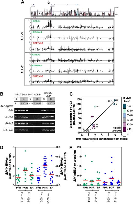 Figure 3. Histone H3 modifications at the BIM locus. (A) ChIP was carried out for the activating marks H3AcK9 and H3K4Me3 and the inactive mark H3K27Me3 on a representative sensitive (ALL-3) and resistant (ALL-2) xenograft. ChIP material was applied to customized tiling arrays to provide a comprehensive view of the BIM locus as described in “ChIP and ChIP-chip arrays.” (B) ChIP was carried out for H3K9Ac in 2 representative sensitive (ALL-3 and -11) and 3 representative resistant (ALL-2, -10, and -19) xenografts and visualized at the BIM, NOXA, PUMA and GAPDH genomic loci by PCR followed by polyacrylamide gel electrophoresis and SYBR staining. Splicing of samples within a single representative gel is indicated by dividing spaces. (C) ChIP was carried out for H3K9Ac at the BIM locus and quantified relative to the GAPDH locus. Relative BIM acetylation was plotted against the amount of Bim protein induced in each xenograft after treatment with dexamethasone (1μM, 16 hours) as previously published.18 The color-code alongside the y-axis designates the in vivo LGD in days for each xenograft (see supplemental Table 1); LGD indicates leukemia growth delay; nd, not determined. (D) H3K9 acetylation of BIM was evaluated by ChIP analysis of primary ALL samples in 2 independent patient cohorts (green, Australian; blue, Italian). Data from the Australian cohort were normalized to LMO2, whereas those from the Italian cohort to GAPDH. Individual results represent the mean of 4 experiments; red bar, mean of each subgroup. (E) Basal BIM mRNA expression was determined by RT2-PCR and grouped as for Figure 3D.