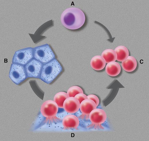The hemangioblast (A) is defined as a mesodermal progenitor cell committed to the generation of endothelial cells (B) and blood cells (C), sometimes—perhaps always—via a hematogenous endothelium intermediate (D). Professional illustration by Marie Dauenheimer.