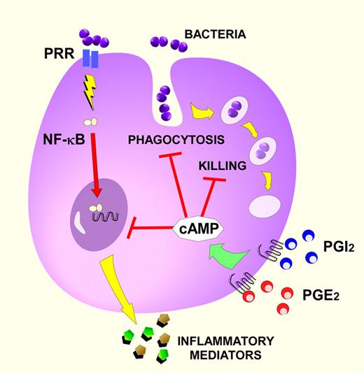 Prostaglandin signaling suppresses innate defense functions of monocytes and macrophages. In this depiction, the prostaglandins PGE2 and prostacyclin (PGI2) trigger the intracellular production of the second messenger cAMP through the activation of Gs-coupled receptors on monocytes or macrophages. PGE2 evokes cAMP through EP2 and EP4 receptors while PGI2 does so through the IP receptor. cAMP-signaling cascades impair 3 primary functions of these innate immune cells: phagocytosis, intracellular killing, and the induction of inflammatory mediators (cytokines, chemokines, and lipids) by cells infected with bacterial pathogens. NF-κB, the transcription factor nuclear factor κB; and PRR, pathogen recognition receptor (eg, Toll-like receptors). Red bars indicate inhibitory signaling pathways.